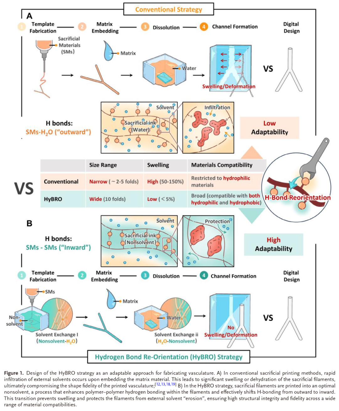 【Materials Studio应用实例】中国科学院成果展示:HyBRO技术实现高适应性多尺度血管网络3D打印