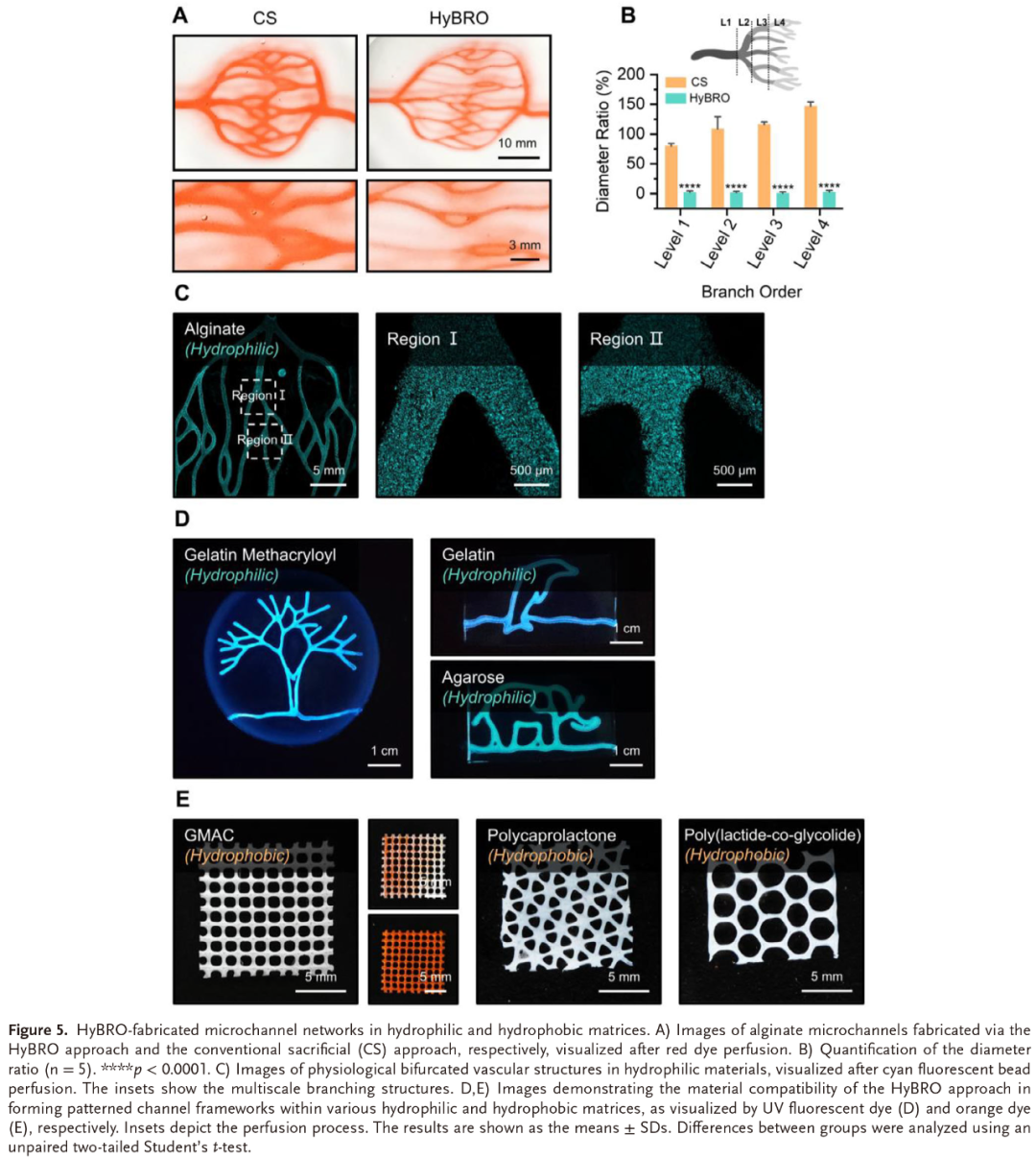 【Materials Studio应用实例】中国科学院成果展示:HyBRO技术实现高适应性多尺度血管网络3D打印