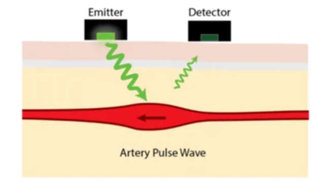 Ansys Zemax 如何建模人体皮肤以及光学心率探测器