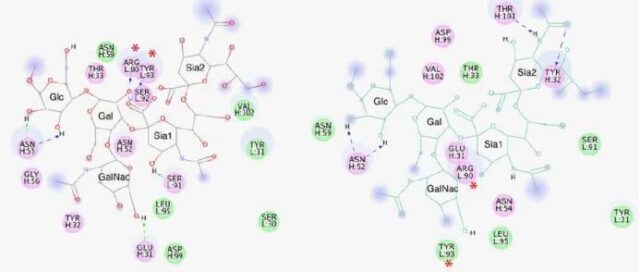 【Discovery Studio文献解读】靶向GD2 与T细胞CD3分子的双特异性抗体结构优化