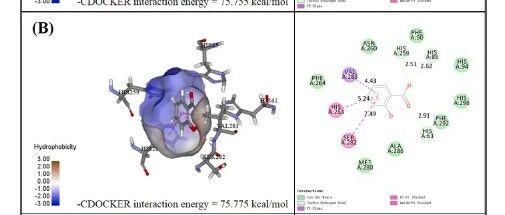 【Discovery Studio文献解读】水杨酸对多酚氧化酶（PPO）抑制机制的研究
