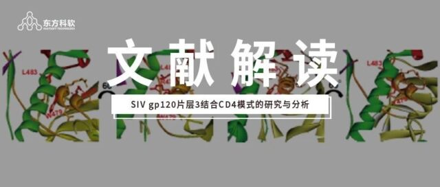【Discovery Studio文献解读】SIV gp120片层3结合CD4模式的研究与分析
