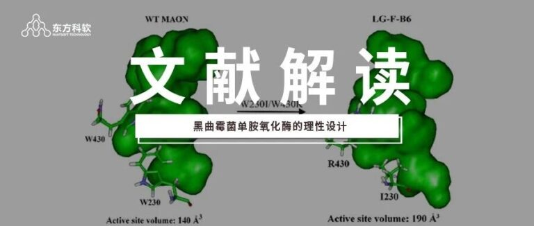 【Discovery Studio文献解读】黑曲霉菌单胺氧化酶的理性设计