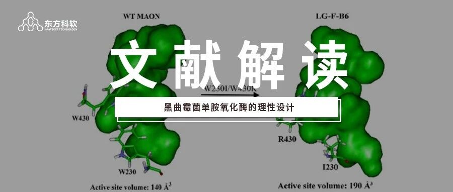 【Discovery Studio文献解读】黑曲霉菌单胺氧化酶的理性设计